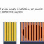Préparation de ruchettes pour aller au rucher de fécondation